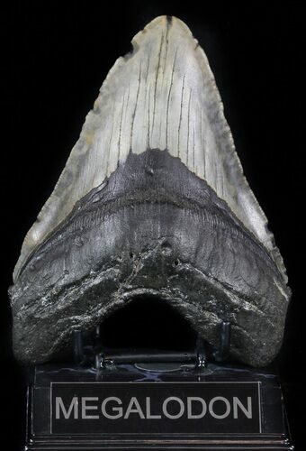 Huge, Megalodon Tooth - North Carolina #59018
